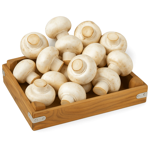 KÜLTÜR MANTAR 1 KG