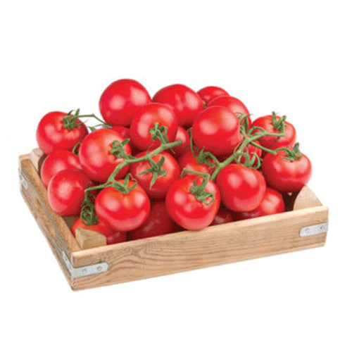 DOMATES SALKIM KG